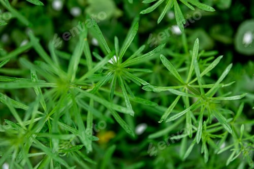 Preview: Natural green background with spring plants, close-up.