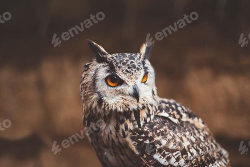 Preview: Owl sitting in autumn nature