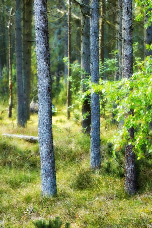Preview: Wild pine forest