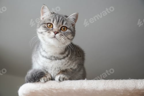 Preview: silver tabby british shorthair cat kitten perching on top of cat condo