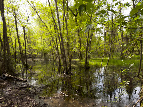 Preview: Photo documentation of a quiet wooded swamp area on a spring day