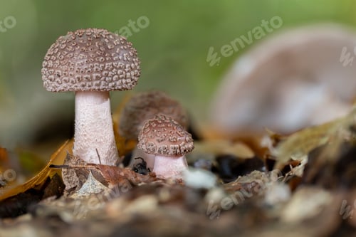 Preview: Two young blusher mushrooms (Amanita rubescens)