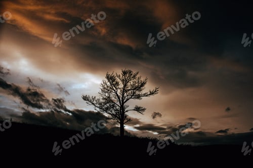 Preview: Alone tree at susnet and dark sky