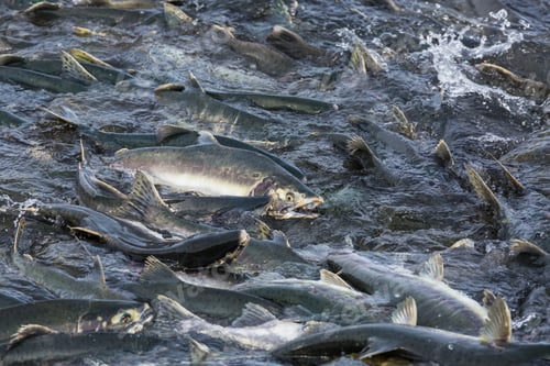 Preview: Salmon spawning