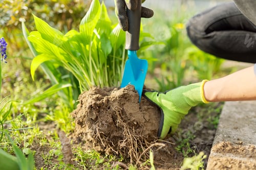 Preview: Close-up of spring dividing and planting bush of hosta plant in ground
