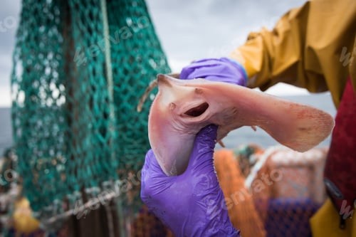 Preview: Sample catch of fish on deck of research ship