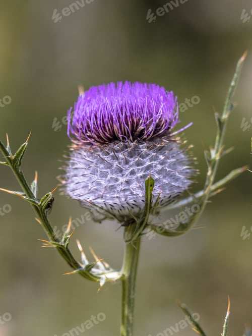 Preview: Purple flower of Wooly Thistle