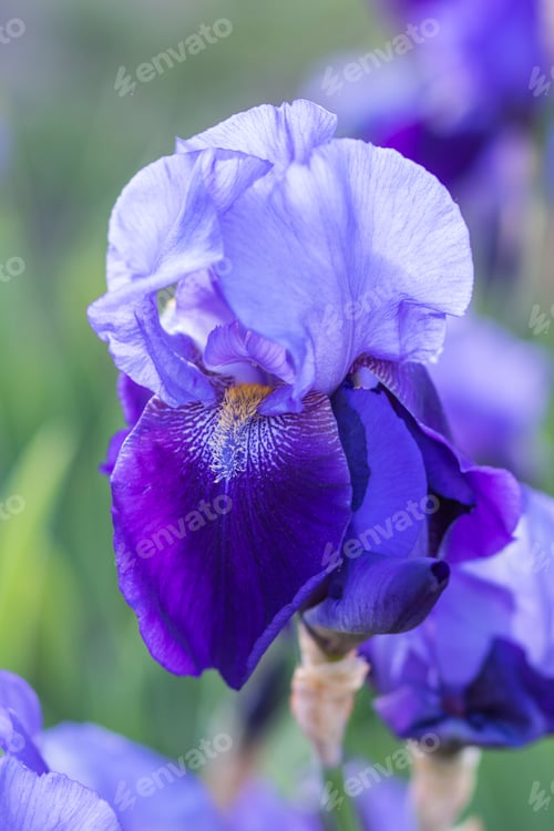 Preview: Colorful purple irises