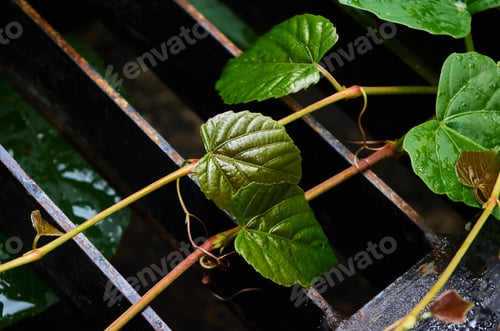 Preview: The leaves and vine on the metal grid of the metal grid drainage trough
