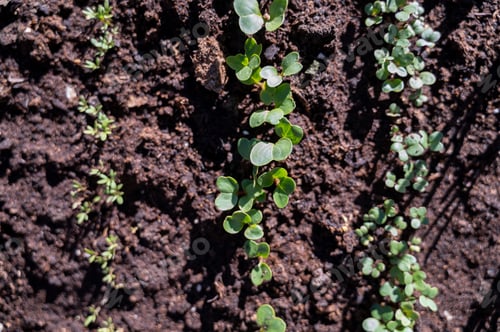 Preview: Young sprouts of vegetables on community garden bed