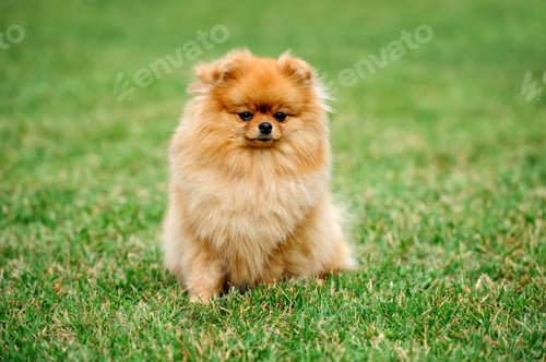 Preview: Brown pomeranian dog