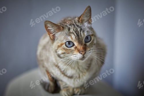 Preview: Closeup focus shot of a beautiful blue-eyed cat