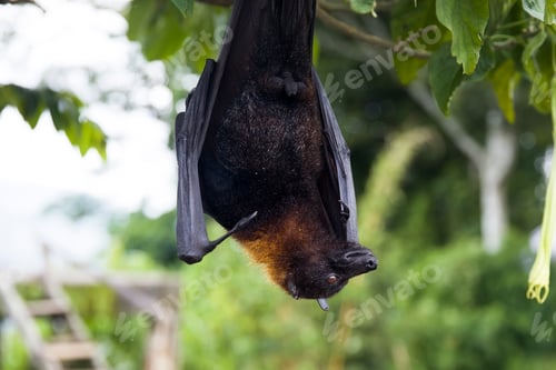 Preview: Large Flying Fox (Pteropus vampyrus) hanging in a tree at Bali Indonesia
