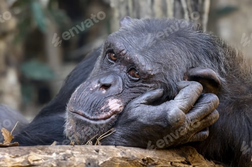 Preview: Chimpanzee (Pan troglodytes) close up view