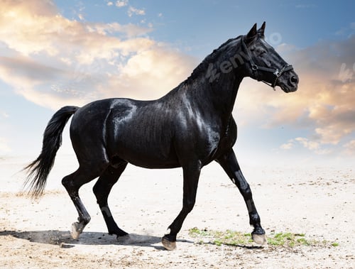 Preview: black stallion in nature