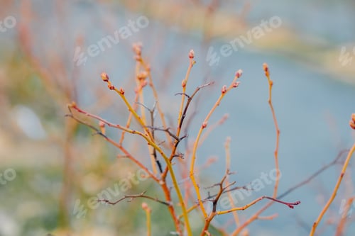 Preview: Close up of Flower and Vegetable Seedings in Greenhouse