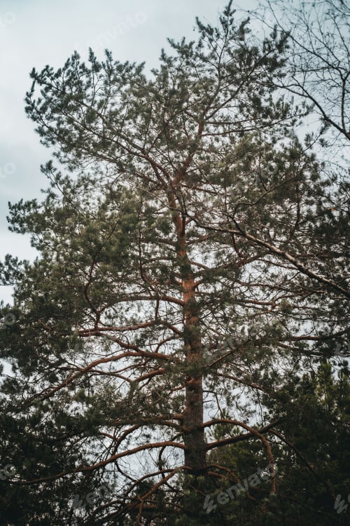 Preview: Tall tree standing proudly against a backdrop of lush green foliage