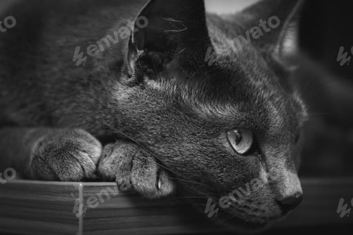 Preview: Closeup shot of a gray cute cat lying on a wooden table