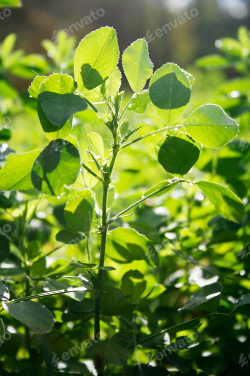 Preview: clover field