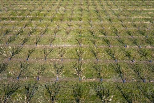 Preview: Top view of a spring orchard