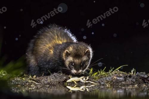Preview: European polecat with frog prey