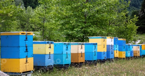 Preview: Bee hive in forest nature. Yellow and blue color wooden beehive in a row, beekeeping, forest honey