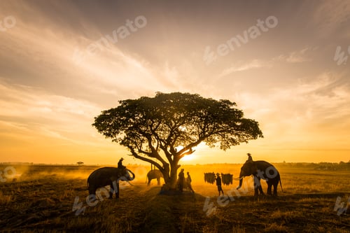Preview: Elephants at sunrise in Thailand