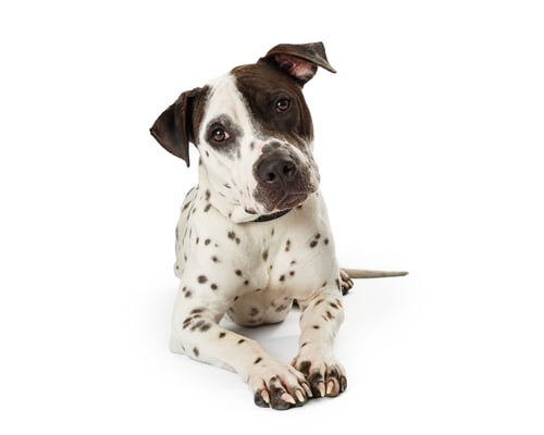 Preview: Spotted Terrier Dog Lying on White