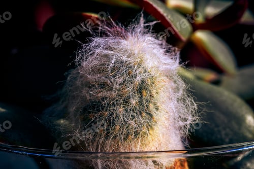 Preview: Closeup shot of a small cactus (Cephalocereus Senilis) plant in the glass vase with another plant
