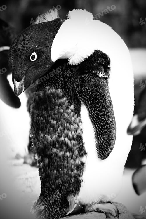 Preview: A penguin