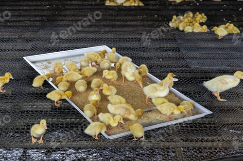 Preview: Little baby yellow duck in farm