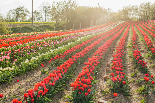 Preview: tulips field agriculture holland