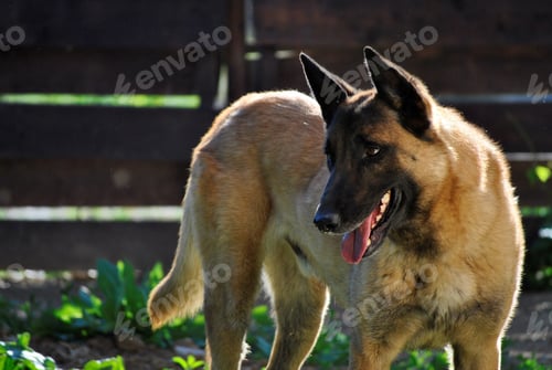 Preview: Closeup shot of an Old German Shepherd Dog looking sideways outdoors