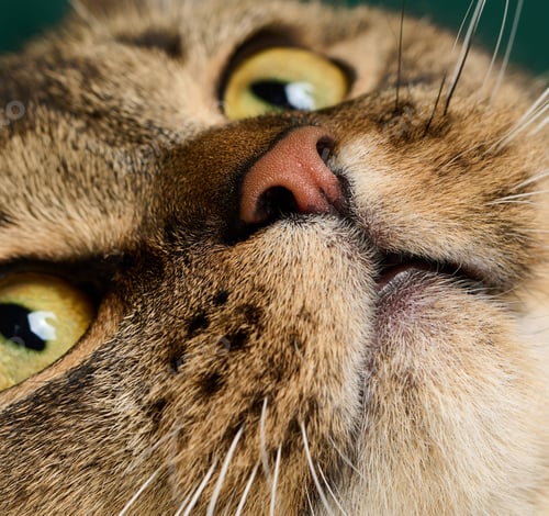 Preview: Portrait of an adult straight-eared Scottish gray cat, animal looks at the camera