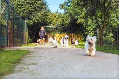Preview: Woman walking with dogs on path