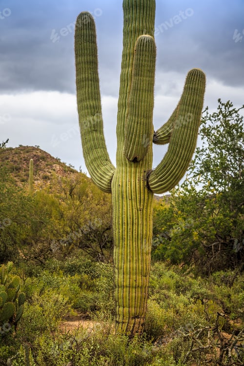 Preview: Giant Saguaro Cactus Fields At Saguaro National Park, Arizona
