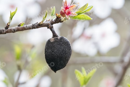 Preview: Almond in Decay on Blossoming Branch.