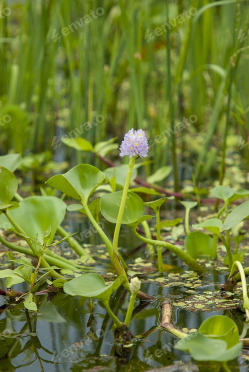 Preview: Vertical shot of eichornia water hyacinth in a pond