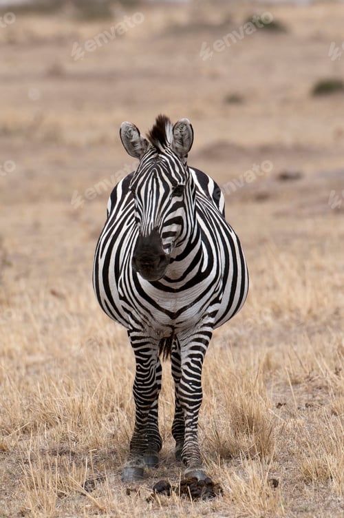 Preview: Zebra (Equus quagga), Masai Mara, Kenya