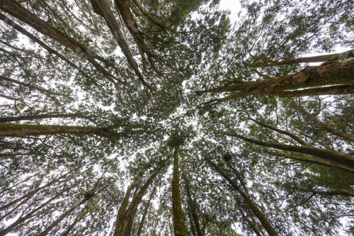 Preview: Bottom view of the forest tree