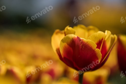 Preview: Selective focus shot of a beautiful yellow and red tulip with a blurred background