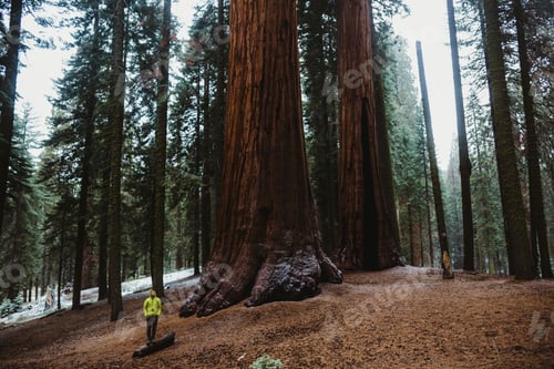 Preview: Person standing by giant trees in a forest