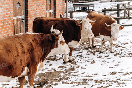 Preview: Brown and white cows walk near the farm building in winter