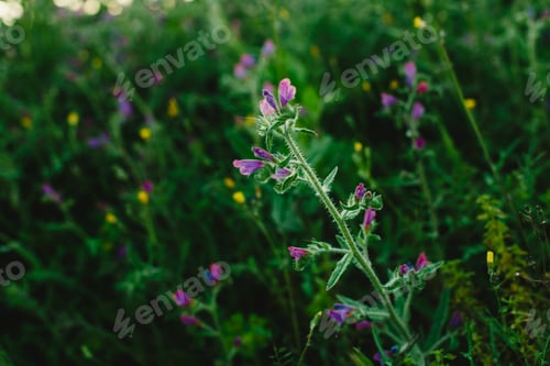 Preview: Field of beautiful and delicate blue and lilac flowers in spring