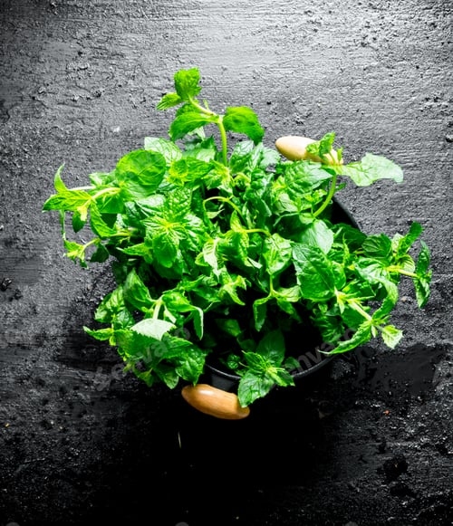 Preview: Fresh mint in a saucepan.