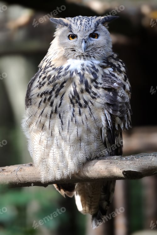 Preview: Wild young owl portrait