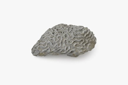 Preview: Favia Brain Coral Skeleton