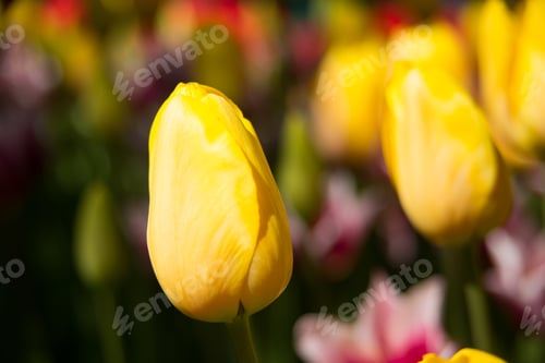 Preview: Yellow