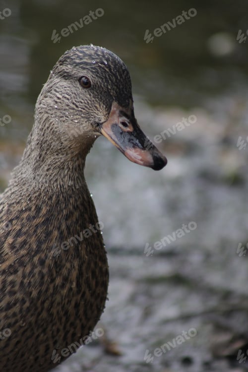 Preview: Close up Duck