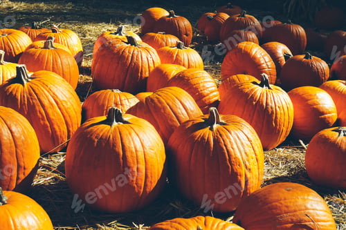 Preview: Beautiful pumpkins in a field